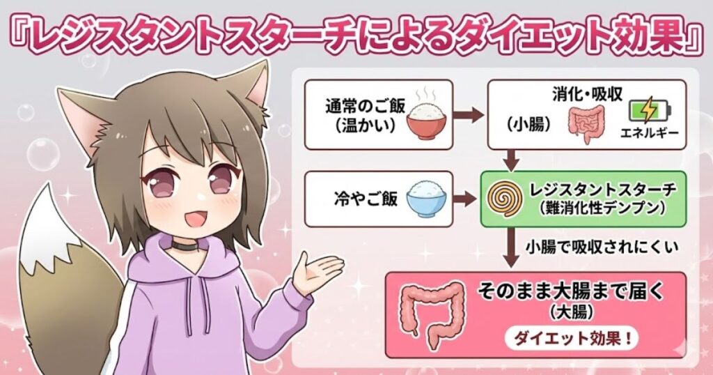 レジスタントスターチによるダイエット効果