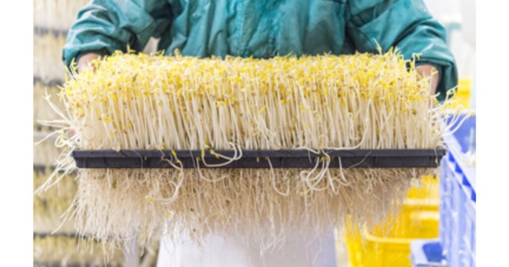 生産工場で、トレイいっぱいに育ち根が伸びた大量のもやしを両手で持ち上げる作業員