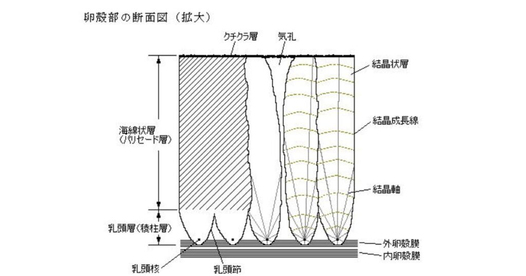 卵殻部の拡大断面図。クチクラ層、海綿状層(パリセード層)、乳頭層(稜柱層)、内外の卵殻膜や気孔などの微細な構造と各名称が図解されています