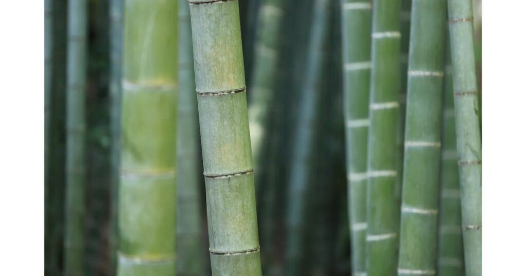 割り箸の環境配慮素材として活用が進んでいる竹林の写真