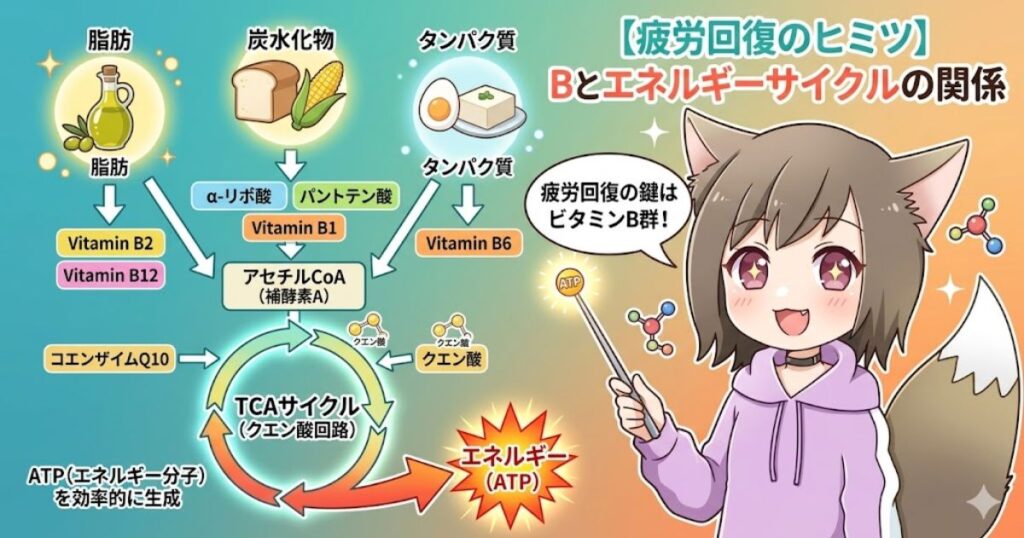 クエン酸とビタミンB群による疲労回復・エネルギーサイクルの仕組みを解説する図解イラスト