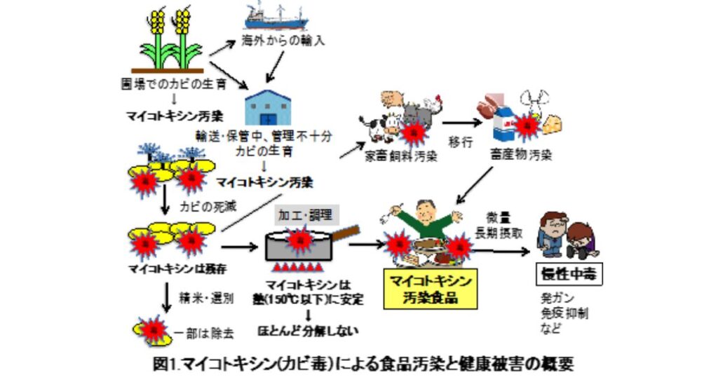 「図1. マイコトキシン（カビ毒）による食品汚染と健康被害の概要」と題したフローチャート。農場での原料汚染から、貯蔵・輸送、加工・調理を経て、カビ毒（マイコトキシン）が食品に残り、人が摂取することで慢性中毒（発ガンなど）を引き起こすまでの流れ、また家畜飼料を通じて畜産物に移行する流れを示している。
